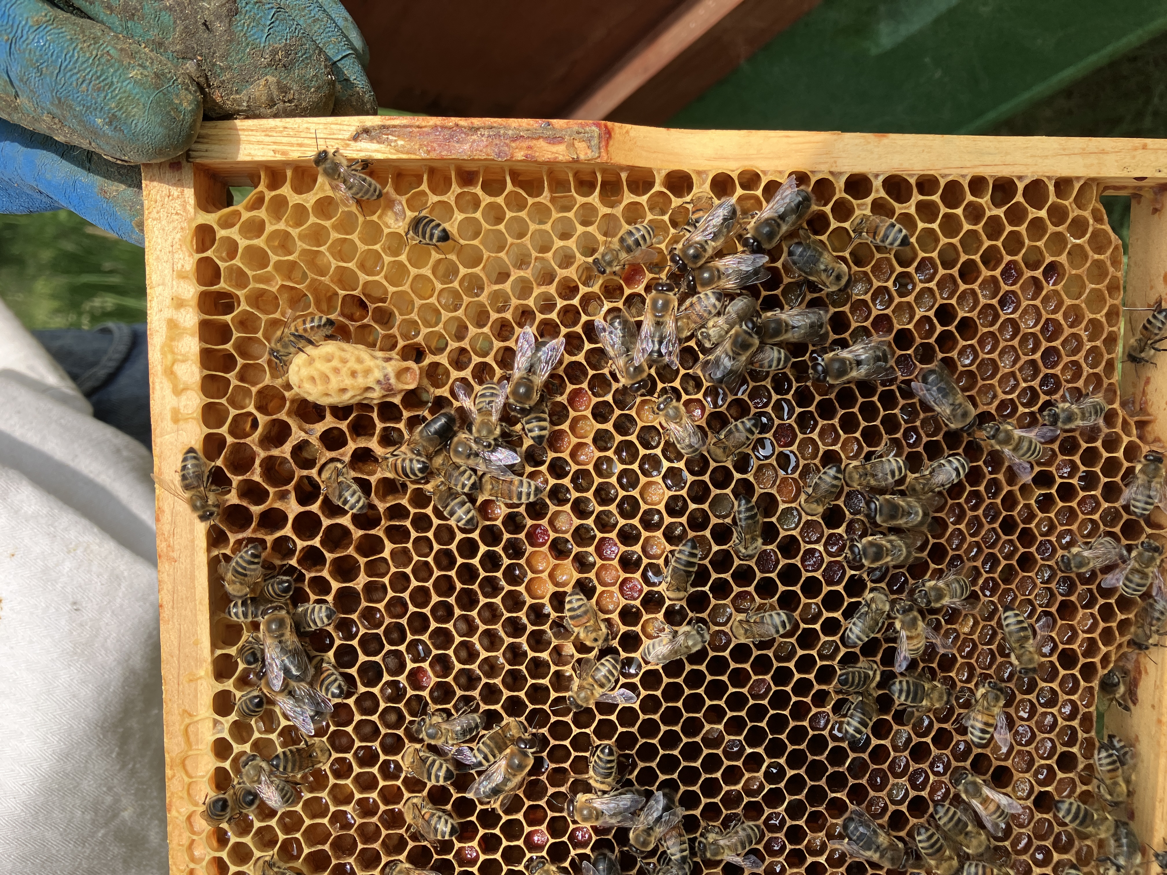 Wabe mit Königinnenzelle